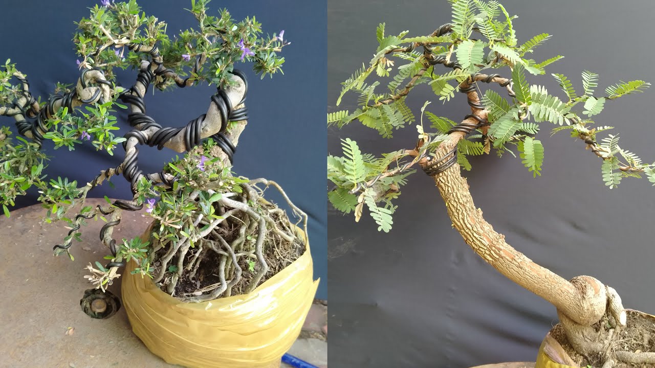 Me chua, Sam, Kim quýt mini bonsai TP giao lưu ngày 12/5 LH 0906 657080 Trị AG