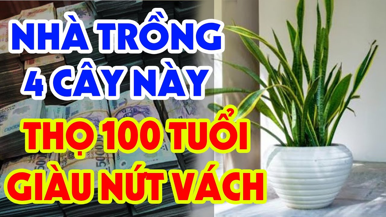 Muốn Giàu Nhanh, Không Ốm Đau Bệnh Tật Gia Chủ Trồng Ngay 4 Loại Cây Phong Thủy Này Trong Nhà