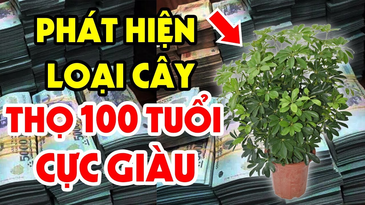 Muốn Sống Thọ, Giàu Ú Ụ Hãy Trồng Ngay  Loại Cây Này Trong Nhà - Tiền Bạc Ùn Ùn Kéo Đến