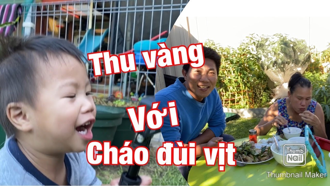 Món cháo đùi vịt ở sân vườn chiều thu  nắng vàng tuyệt đẹp