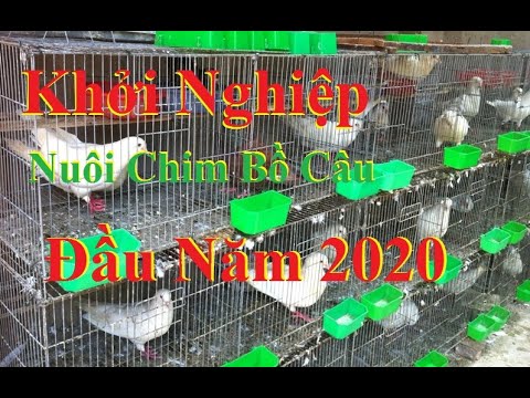 Mô Hình Nuôi Chim Bồ Câu Pháp Đầu Năm 2020 | Bồ Câu Pháp