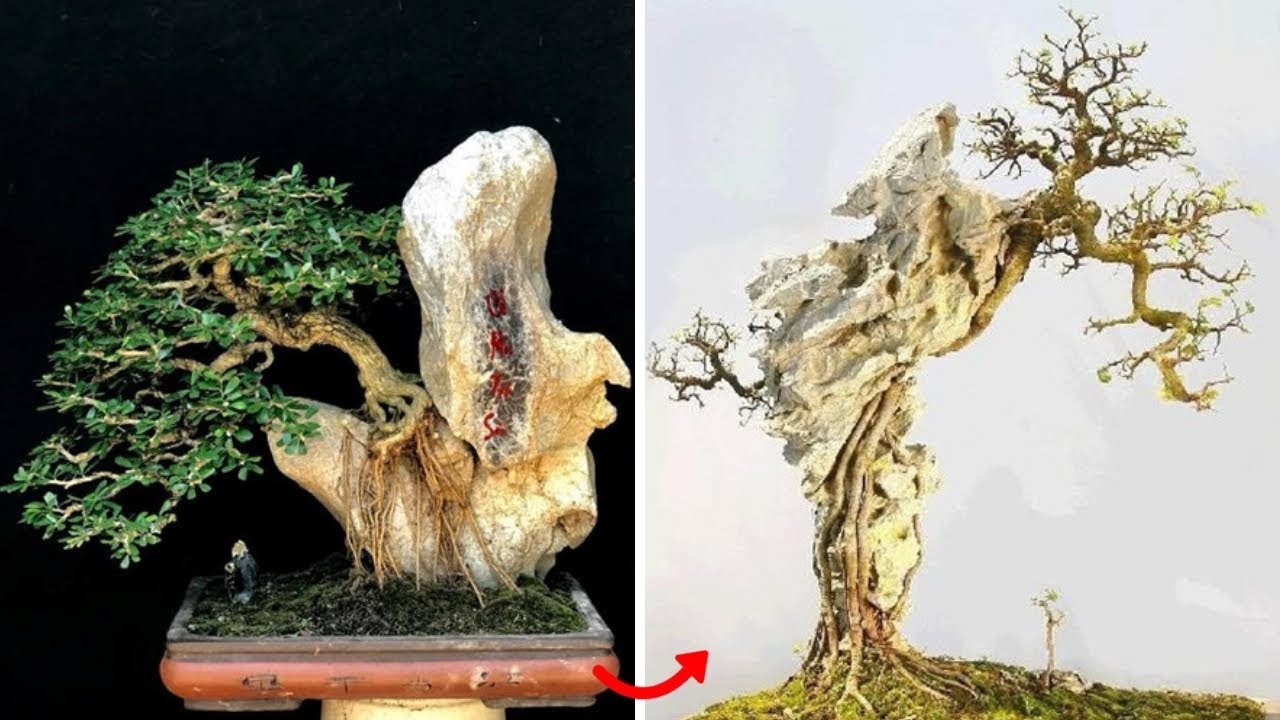 Mỏi mắt chiêm ngưỡng loạt bonsai BÁM ĐÁ đầy nghệ thuật