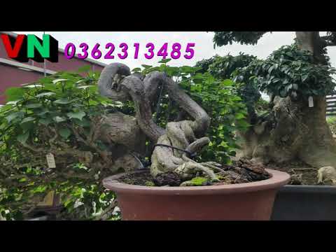 Một đoan  BONSAI  tại neo garden