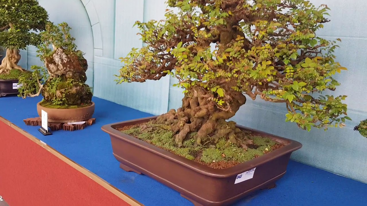 NGHỆ THUẬT BONSAI NƠI HỘI TỤ CỦA TÌNH BẠN VÀ SỰ HÒA HỢP. TRIỂN LÃM BONSAI CATBD LẦN THỨ XV 2019.(1)