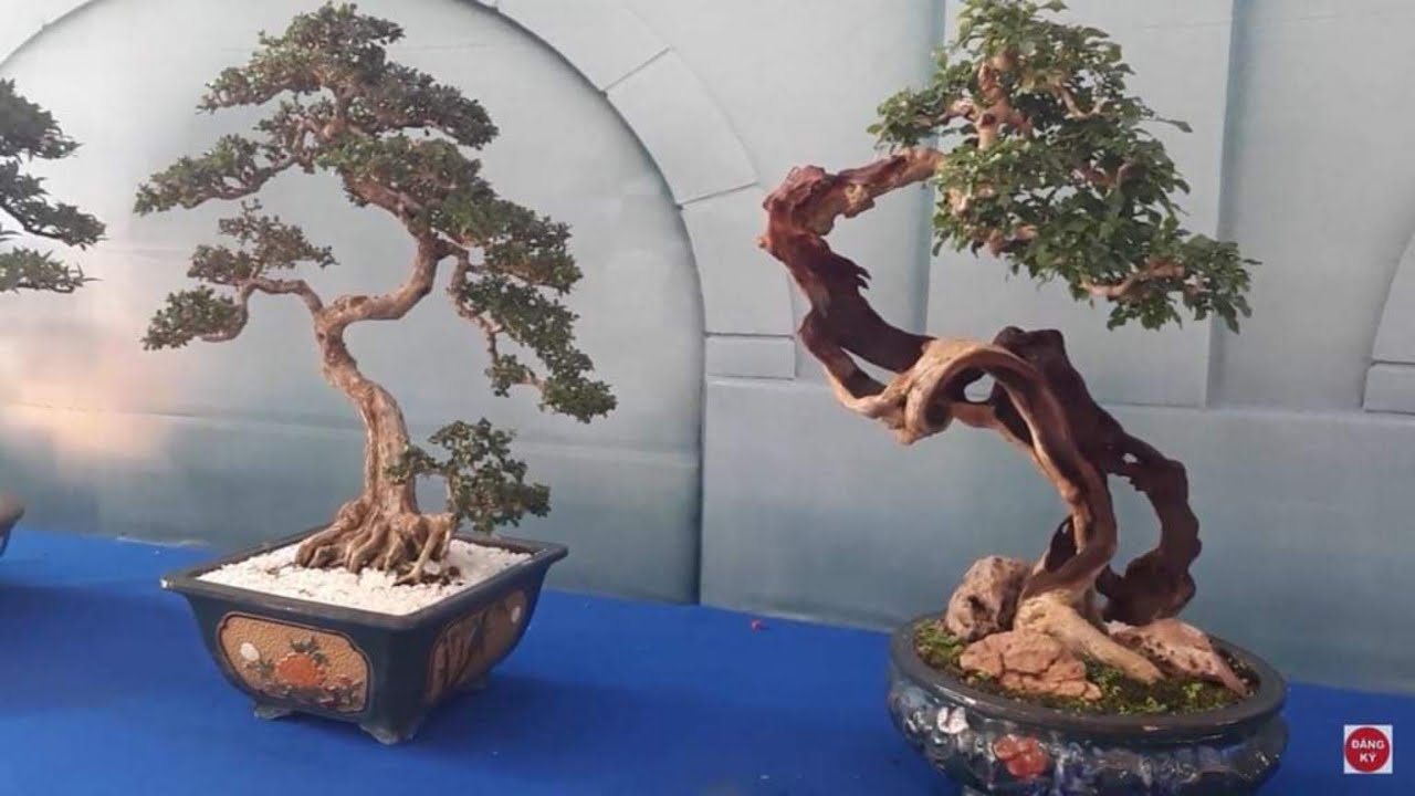 NHiều tp nghệ thuật hay lạ có mặt tại lễ hội bonsai