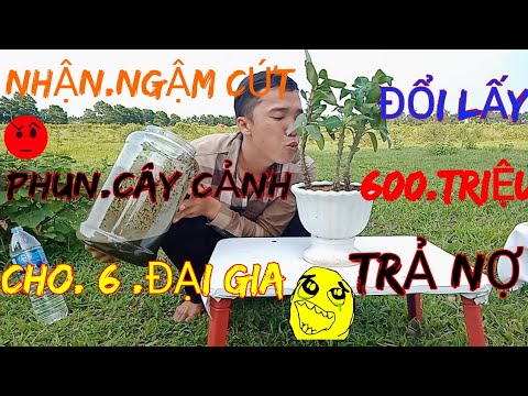 NHẬN.NGẬM CỨT .PHUN CÂY CẢNH, CHO 6 ĐẠI GIA  _  ĐỔI LẤY, 600 TRIỆU,ĐỂ TRẢ NỢ.