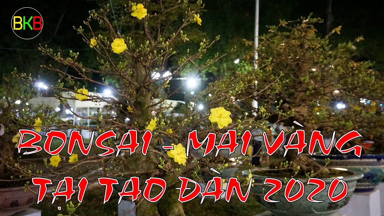 NHỮNG CÂY BONSAI ĐẶC BIỆT TẠI TAO ĐÀN 2020 | BKB Channel