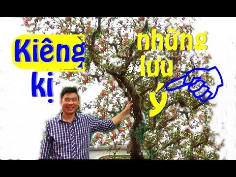 NHỮNG ĐIỀU KIÊNG KỊ KHI CHƠI CÂY CẢNH, không phải ai cũng biết- quan niệm dân gian.