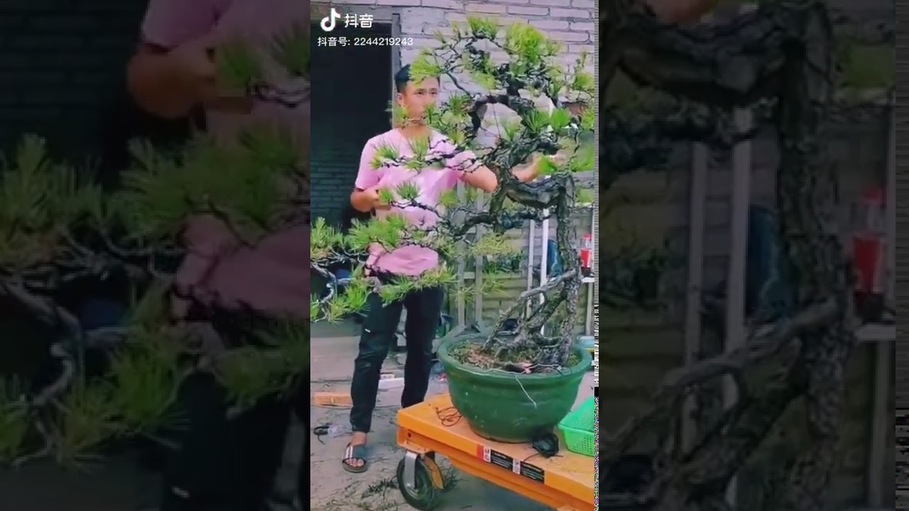 NSB [S.T] Nghệ Thuật Cây Bonsai Dáng Văn Nhân.