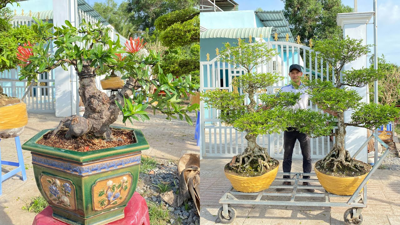 Nguyệt Quế, MCT, Bông Trang bonsai GL ngày 11/5 LH 0949.59.2929 Khánh Trà Nóc