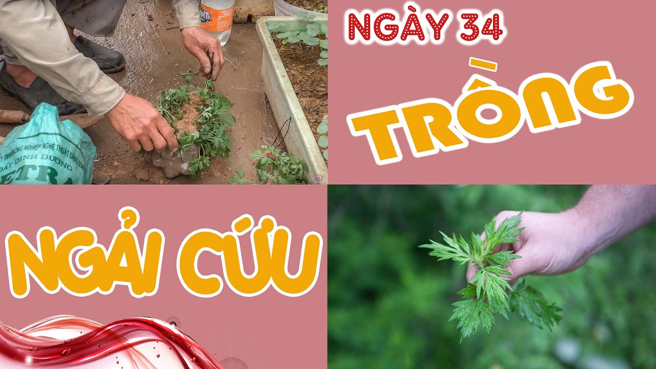 Ngày 34 - Trồng Ngải Cứu - Trồng Rau Tại Nhà | Trồng Rau Sân Thượng