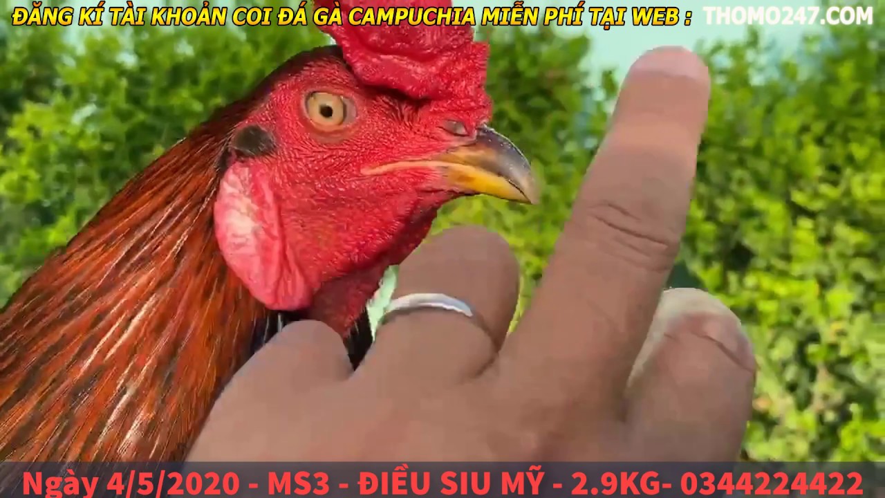 Ngày 4/5/2020 - Trại Gà Mít Trà Cú Lên Gà ĐIỀU SIU - MS3 - 2.9kg ? 0344224422 Anh Em Xem Tham Khảo