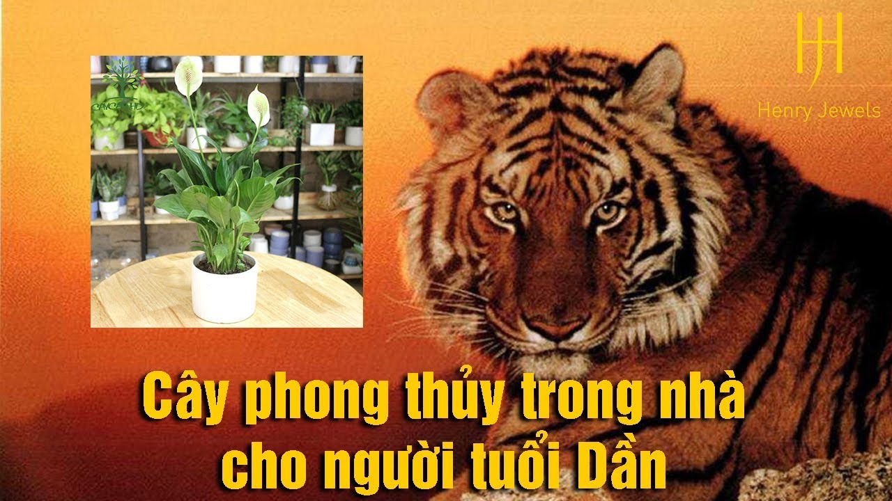 Người tuổi DẦN chọn cây phong thủy trong nhà ntn để sung túc tài lộc cả năm