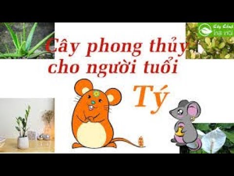 Người tuổi Tý hợp với cây phong thủy gì | Hà Trang Video