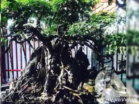 Ngắm cây Bonsai nghệ thuật !