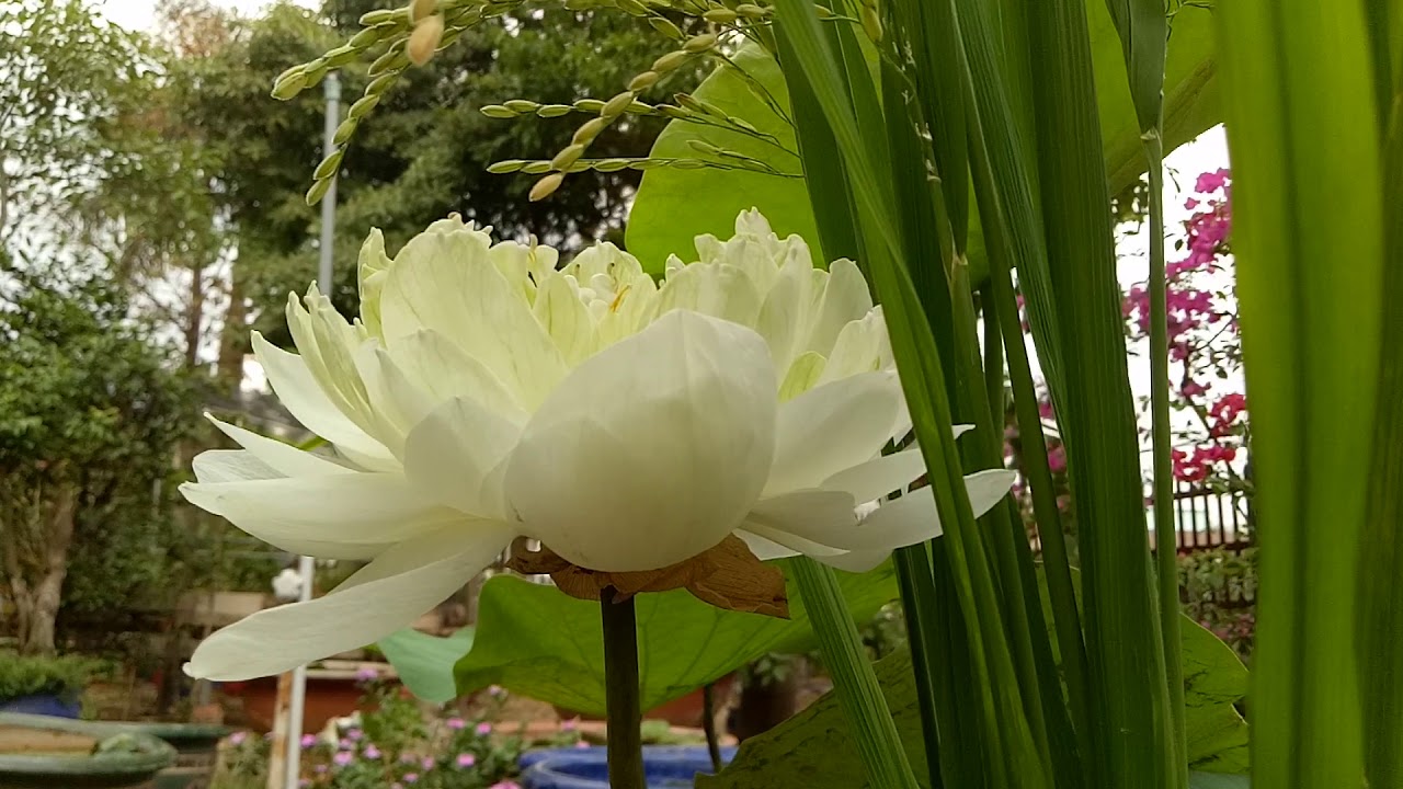 Ngắm hoa sen quan âm trắng trồng trong chậu cây cảnh và lúa