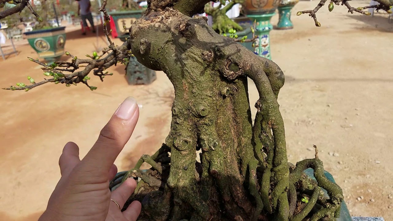 Ngắm vài tác phẩm bonsai đẹp ở triển lãm cây cảnh An Nhơn / Bình Định