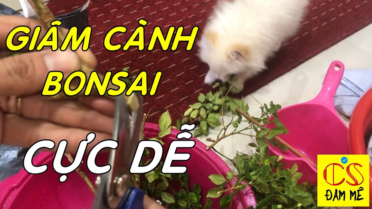 Nhân giống cây cảnh hiệu quả bằng cách giâm cành | Cây nguyệt quế