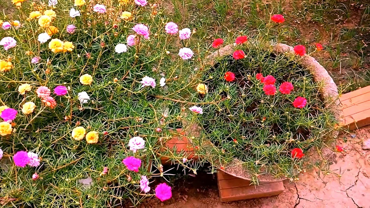Những Chậu Hoa Mười Giờ Đẹp Xuất Sắc Vào Mùa Hè - Portulaca grandiflora | Thế Giới Cây Xanh