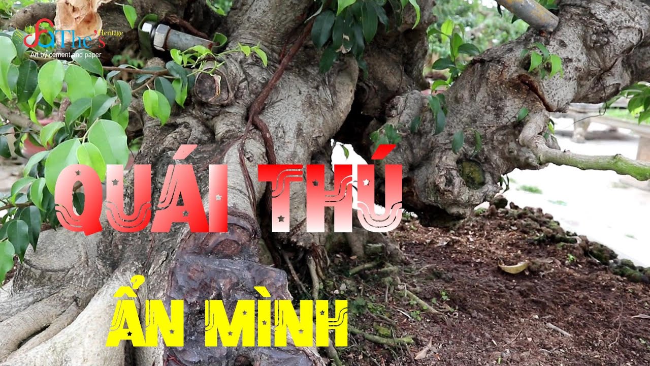 Những Phôi Sanh Kỳ Quái Tại Nhà Vườn Mạnh Cảnh Tiên - Thái Nguyên