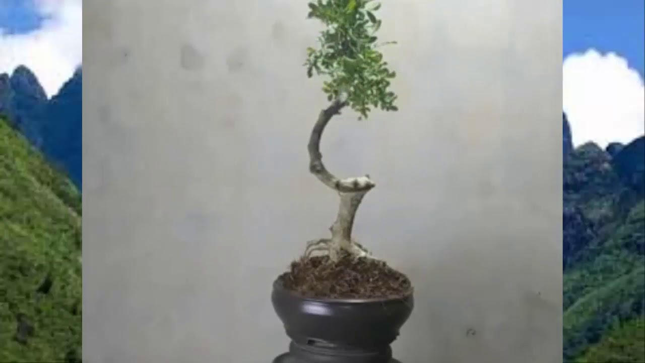 Những cây bon sai dáng đẹp nhất | Nghệ thuật chơi bonsai | Cay canh |