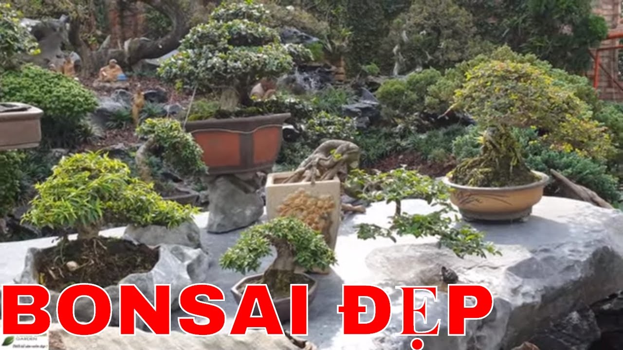 Những cây cảnh bonsai đẹp trong vườn sưu tập bonsai Bình Dương