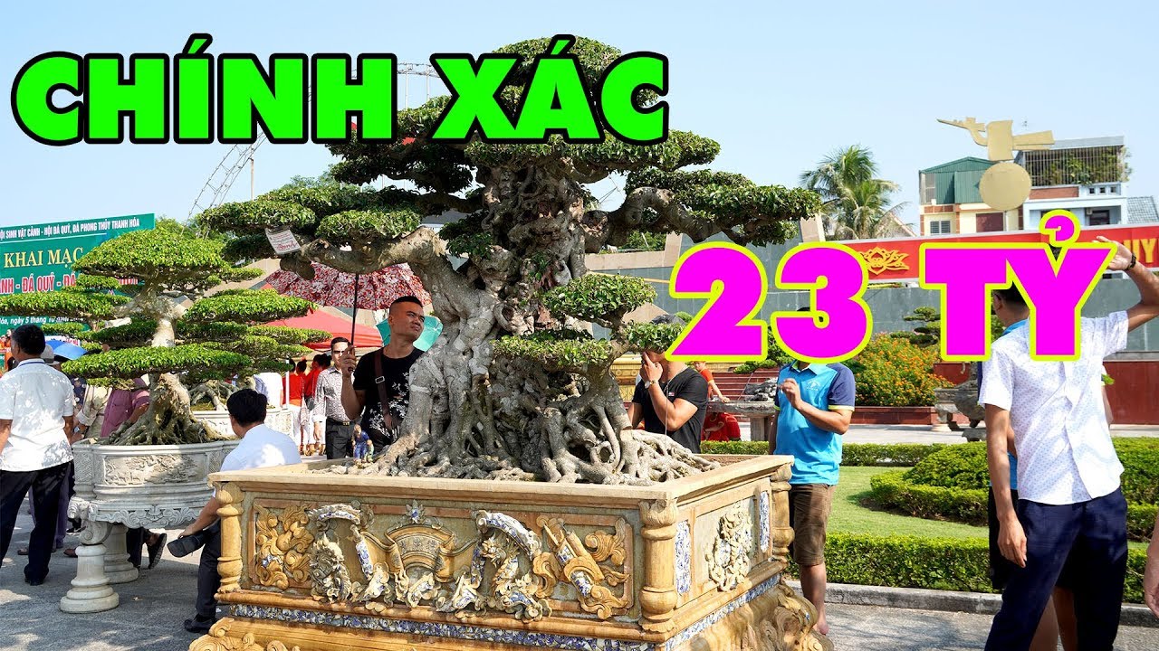 Những cây cảnh nghệ thuật đẹp nhất, đắt nhất của triển lãm Thanh Hóa 2019