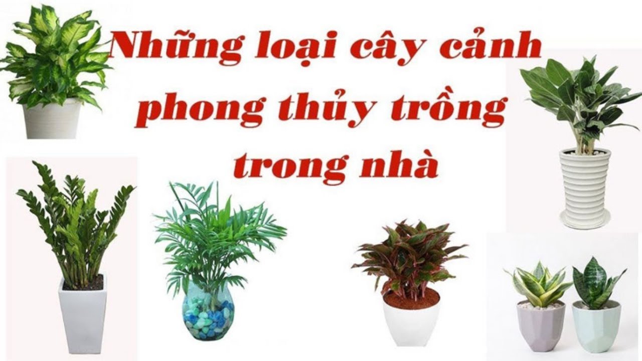 Những cây phong thủy mang lại may mắn tài lộc cho gia chủ