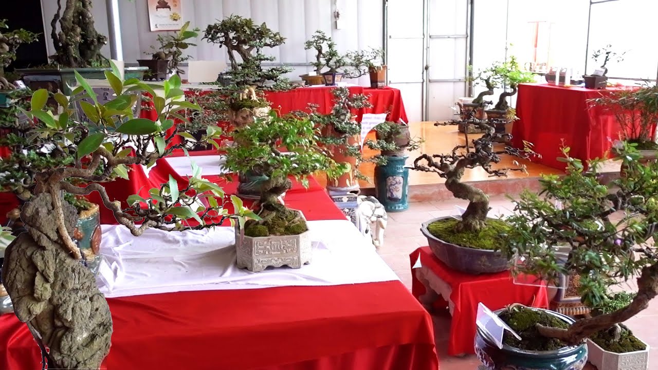 Những cây vừa túi tiền tại triển lãm cây cảnh. bonsai exhibition