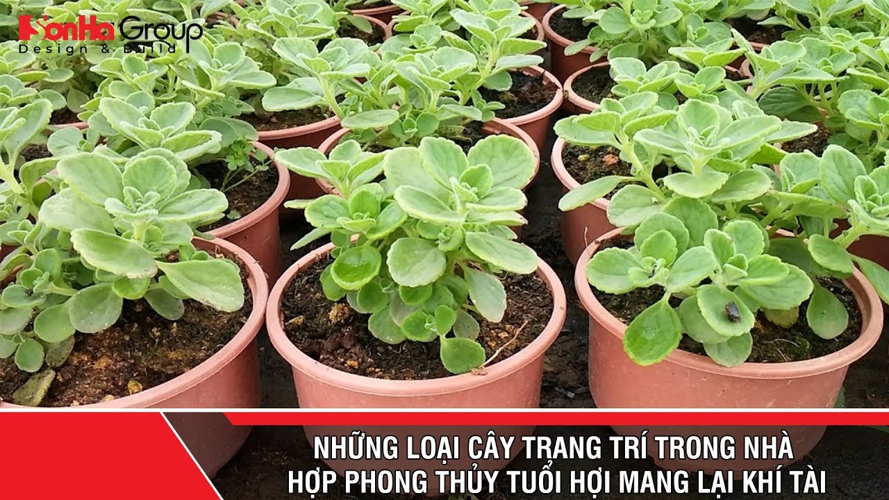 Những loại cây trang trí trong nhà hợp phong thủy tuổi Hợi mang lại khí tài