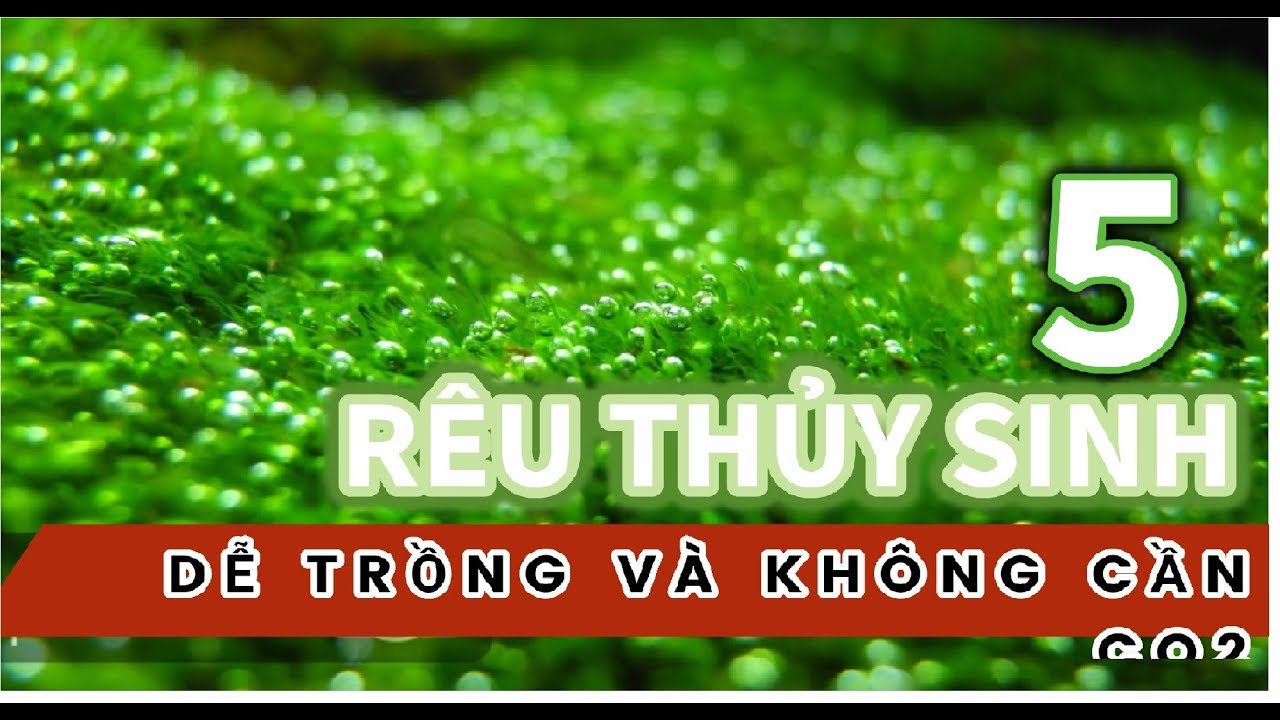 Những loại rêu thủy sinh dễ trồng không cần CO2 vẫn xanh mướt và phát triển tốt