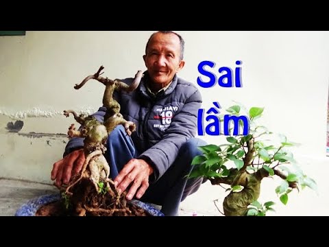 Những sai lầm bạn cần biết khi chăm sóc bonsai.