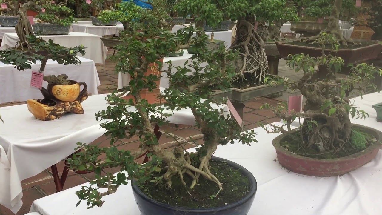 Những siêu tác phẩm bonsai, cây cảnh, sinh vật cảnh tại Sơn Tây. Bonsai, ornamental animals.