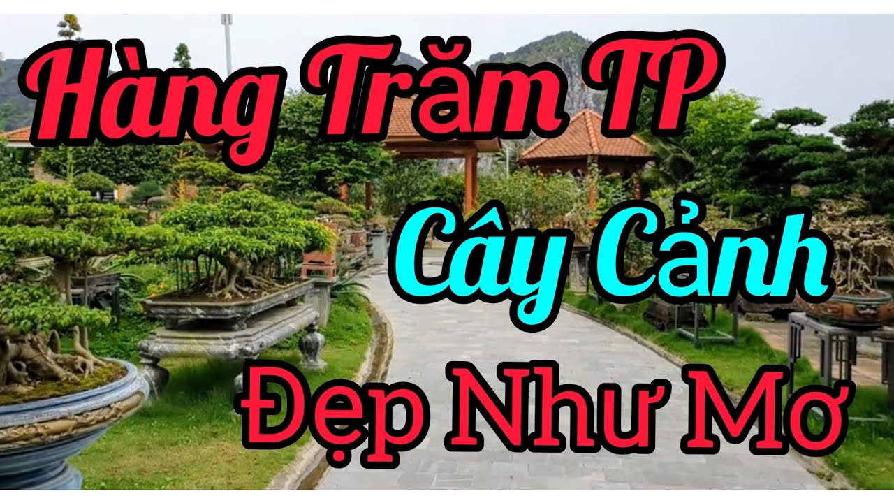 Những tp cây cảnh trong khuôn viên rộng 10 ngàn m vuông tại Thanh Hóa. Đẹp k tưởng.