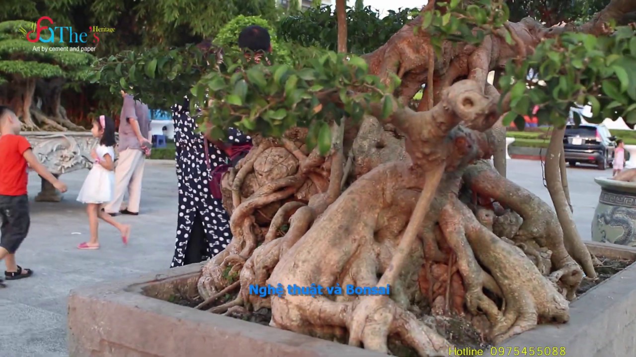 [No.07] Xem 1001 Tác Phẩm Cây Cảnh, Bonsai Đẹp Nhất Việt Nam - Đáng Xem Để Thưởng Thức và Học Hỏi