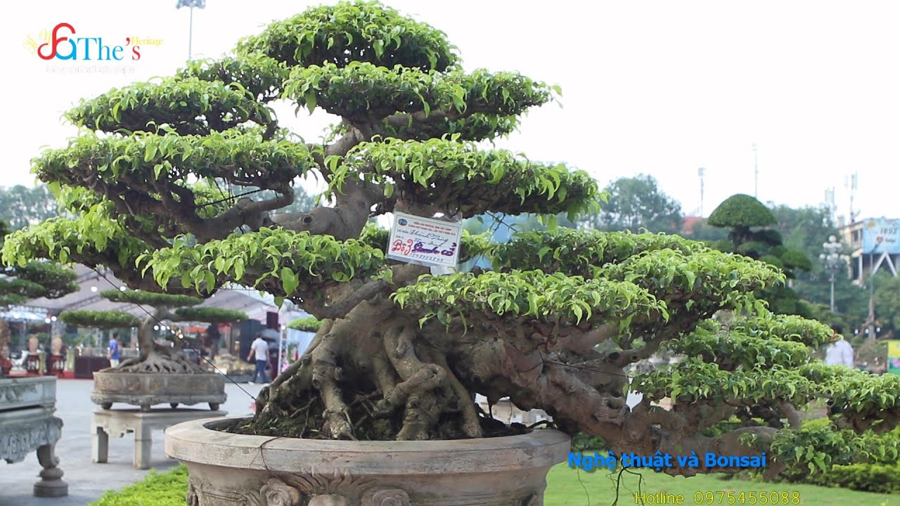 [No.12] Xem 1001 Tác Phẩm Cây Cảnh, Bonsai Đẹp Nhất Việt Nam - Đáng Xem Để Thưởng Thức và Học Hỏi