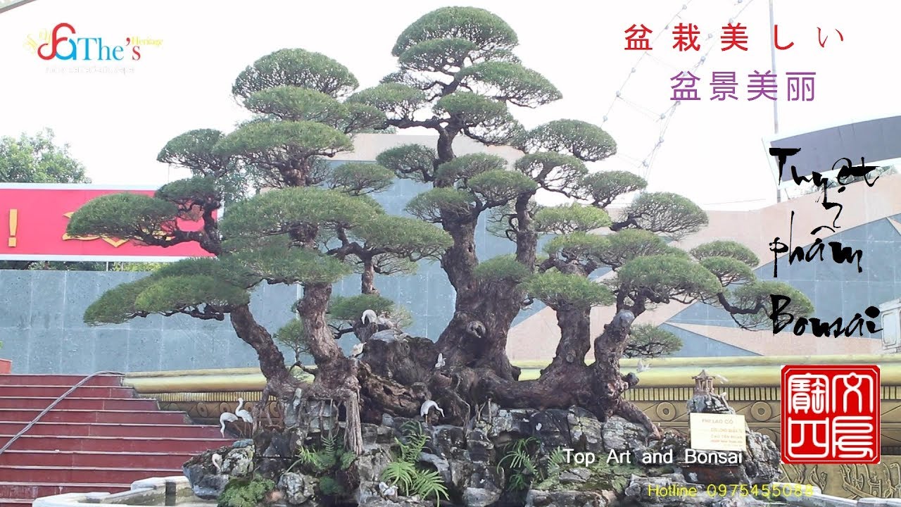 No1. Những Tuyệt Phẩm và Siêu Phẩm Cây Cảnh, Bonsai Việt Nam