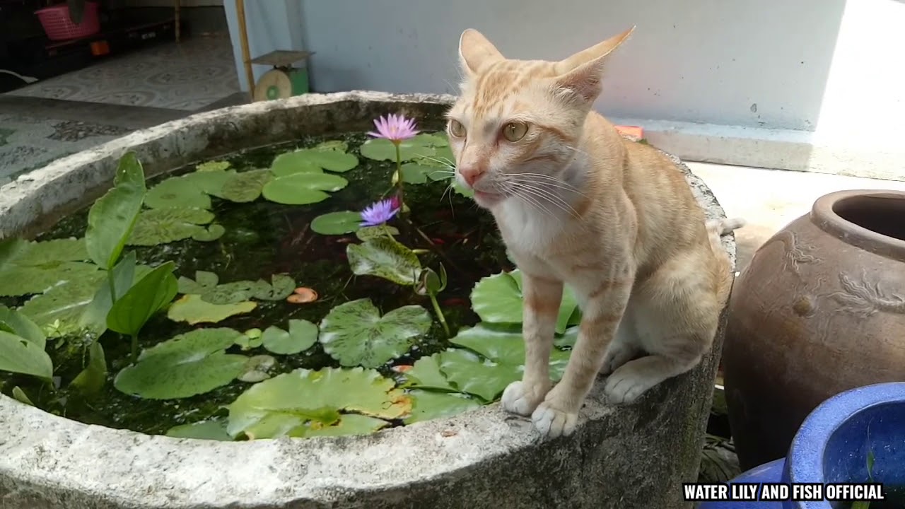 Nuôi cá hồ xi măng 199: Hoa súng tím lá rằn ri nở trong hồ cá