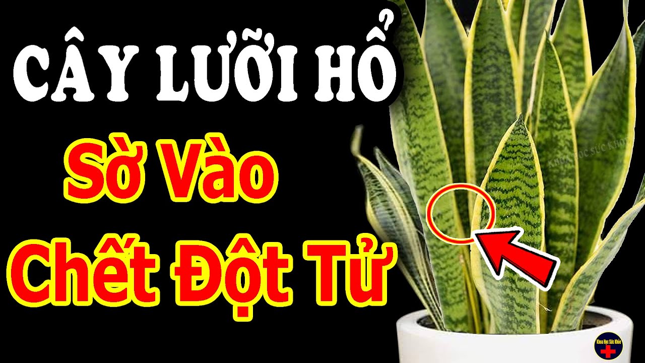 Nếu Trong Nhà Trồng Cây Này Thì Xem Video Ngay...kẻo hối hận sẽ không kịp