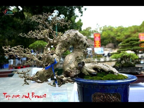 Part 2 | 313 tác phẩm tại triển lãm Bonsai Sầm Sơn 16/08 || Siêu đẹp - Cực nét