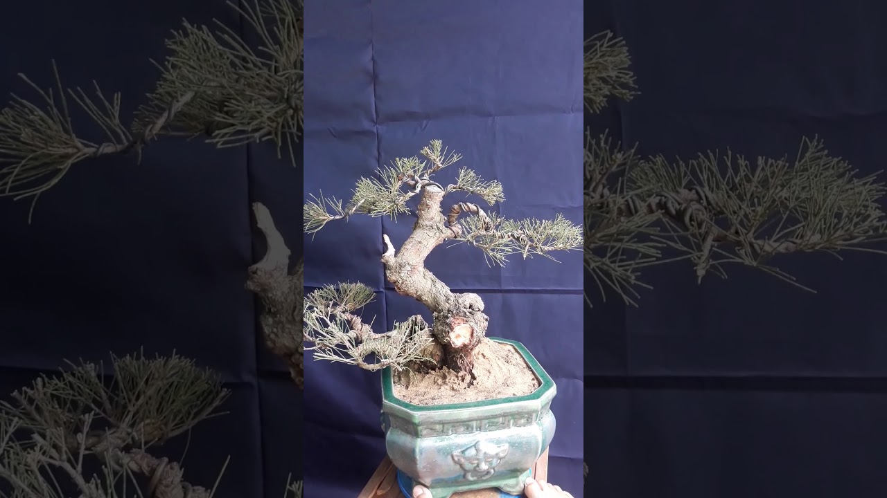 Phi lao bonsai nghệ thuật