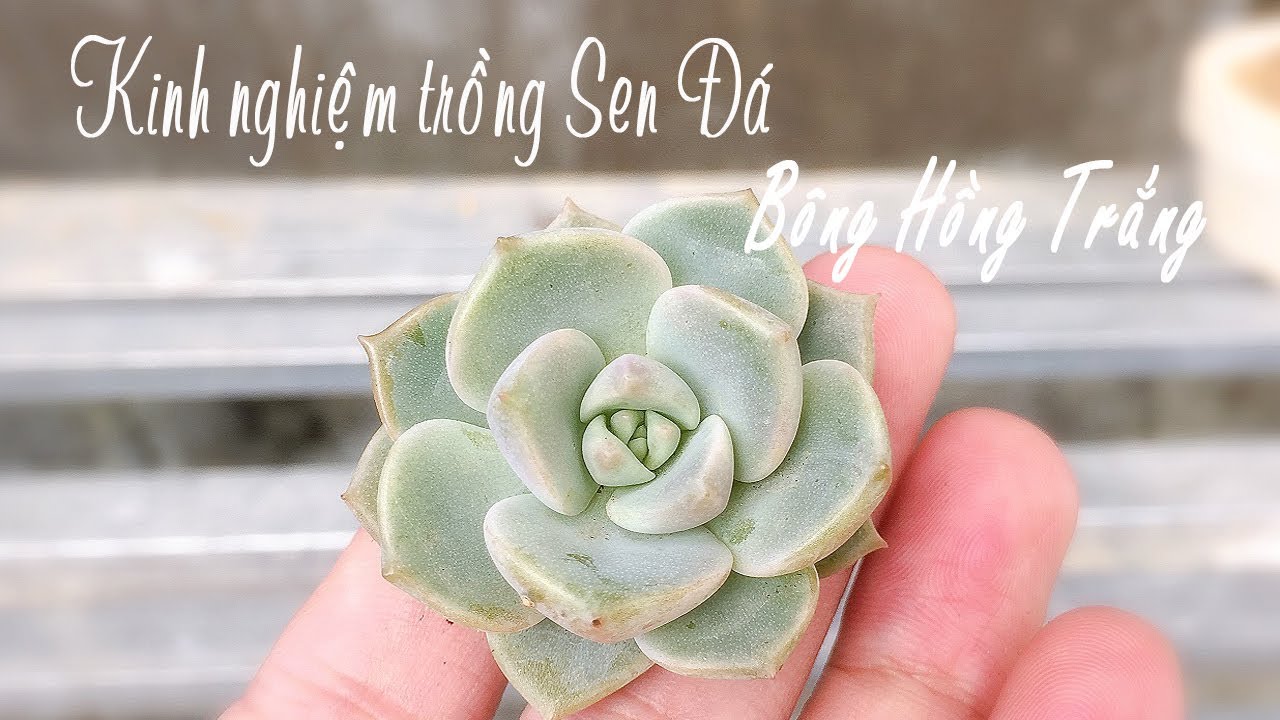 Phần 177: Kinh Nghiệm Trồng Sen Đá Bông Hồng Trắng Ở Xứ Nóng