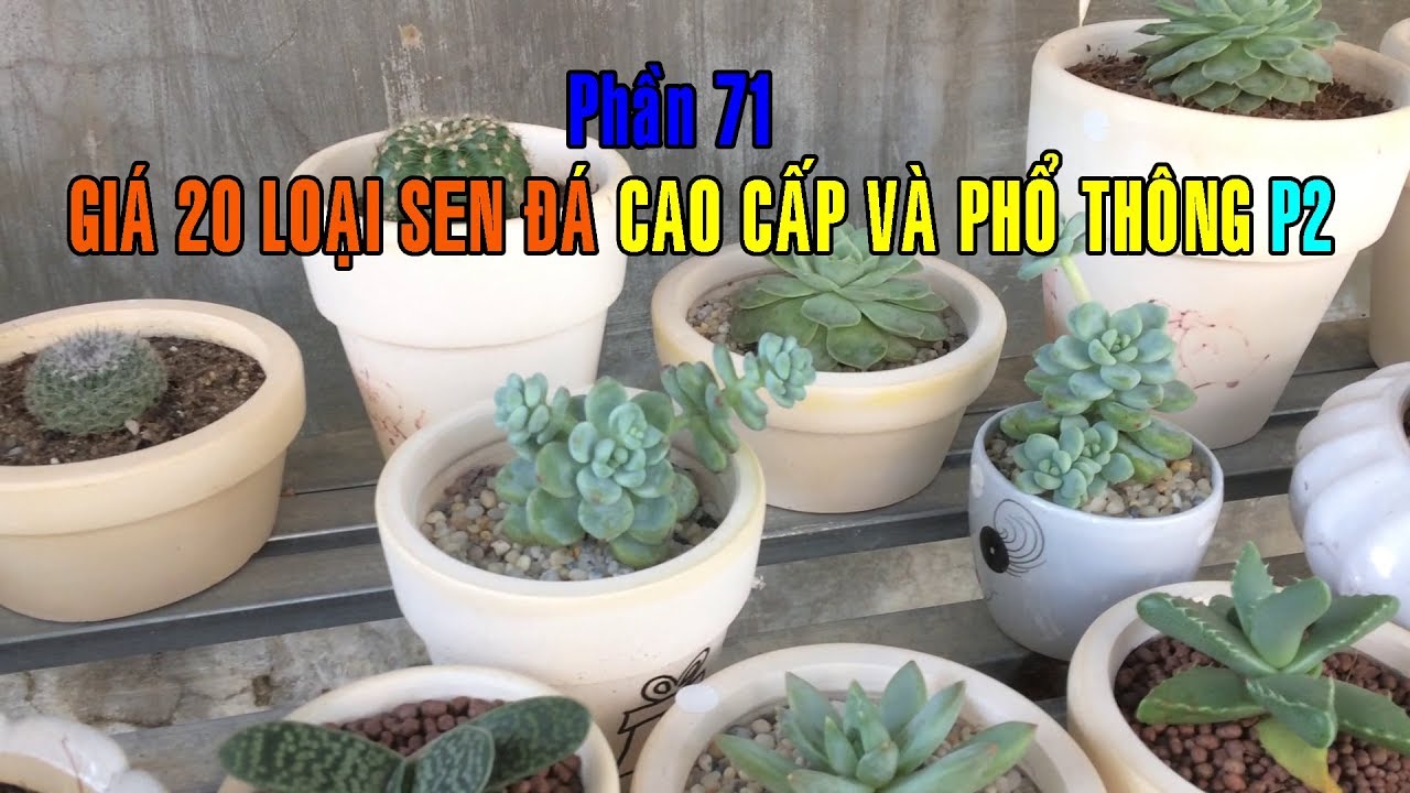 Phần 71: Sen Đá Giá Bao Nhiêu/Giá 20 Loại Sen Đá Phổ Thông Và Cao Cấp