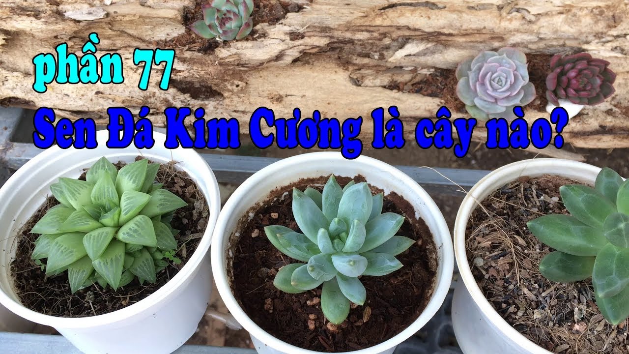 Phần 77: Cách Trồng Sen Đá Kim Cương Chuẩn Sen Đá Đà Lạt