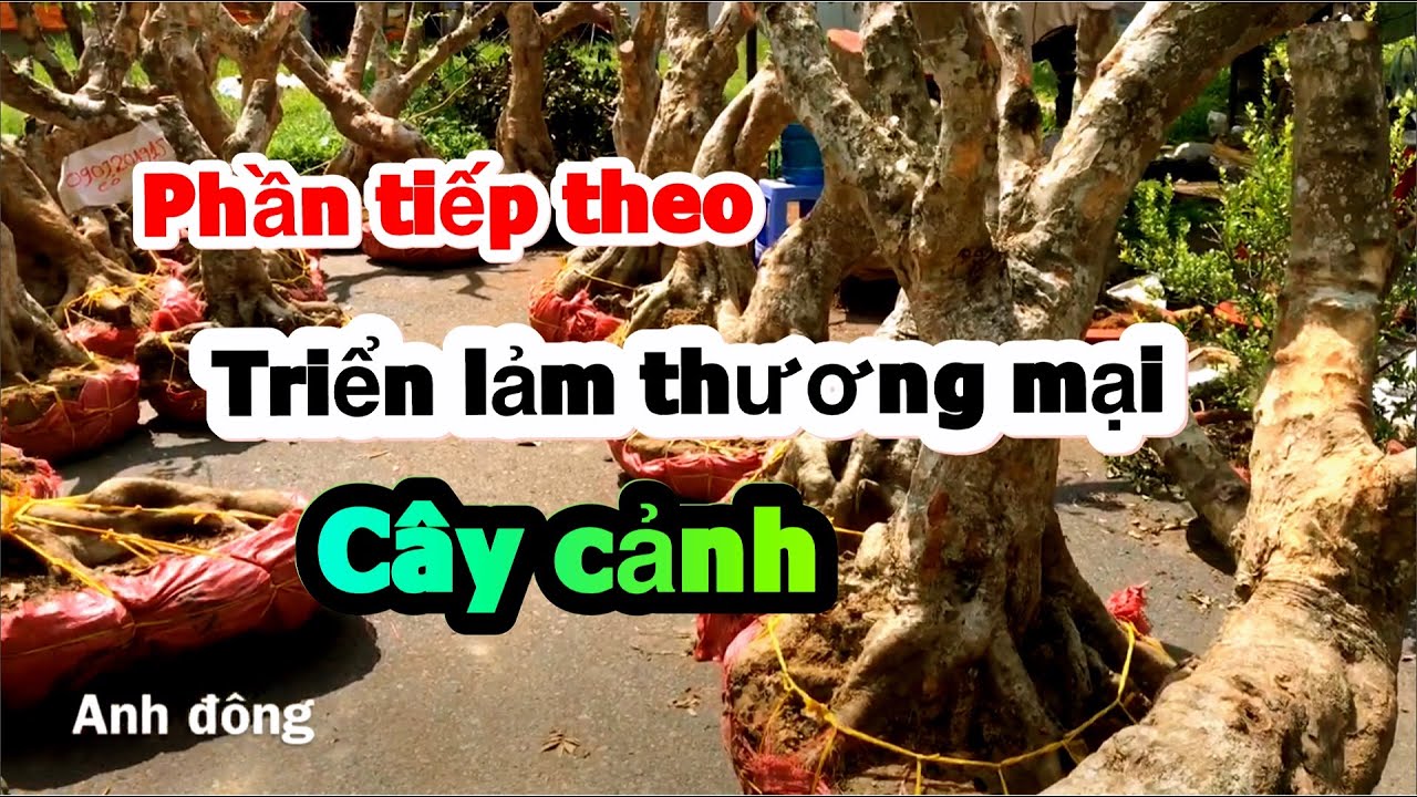 Phần tiếp theoTriễn lảm thương mai cây cảnh