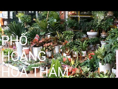 Phố Hoàng Hoa Thám -  phố bán cây cảnh lớn nhất Hà Nội? | bonsai market in Vietnam