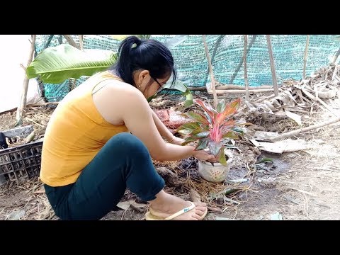 Planting trees in pots - Trồng cây phong thủy