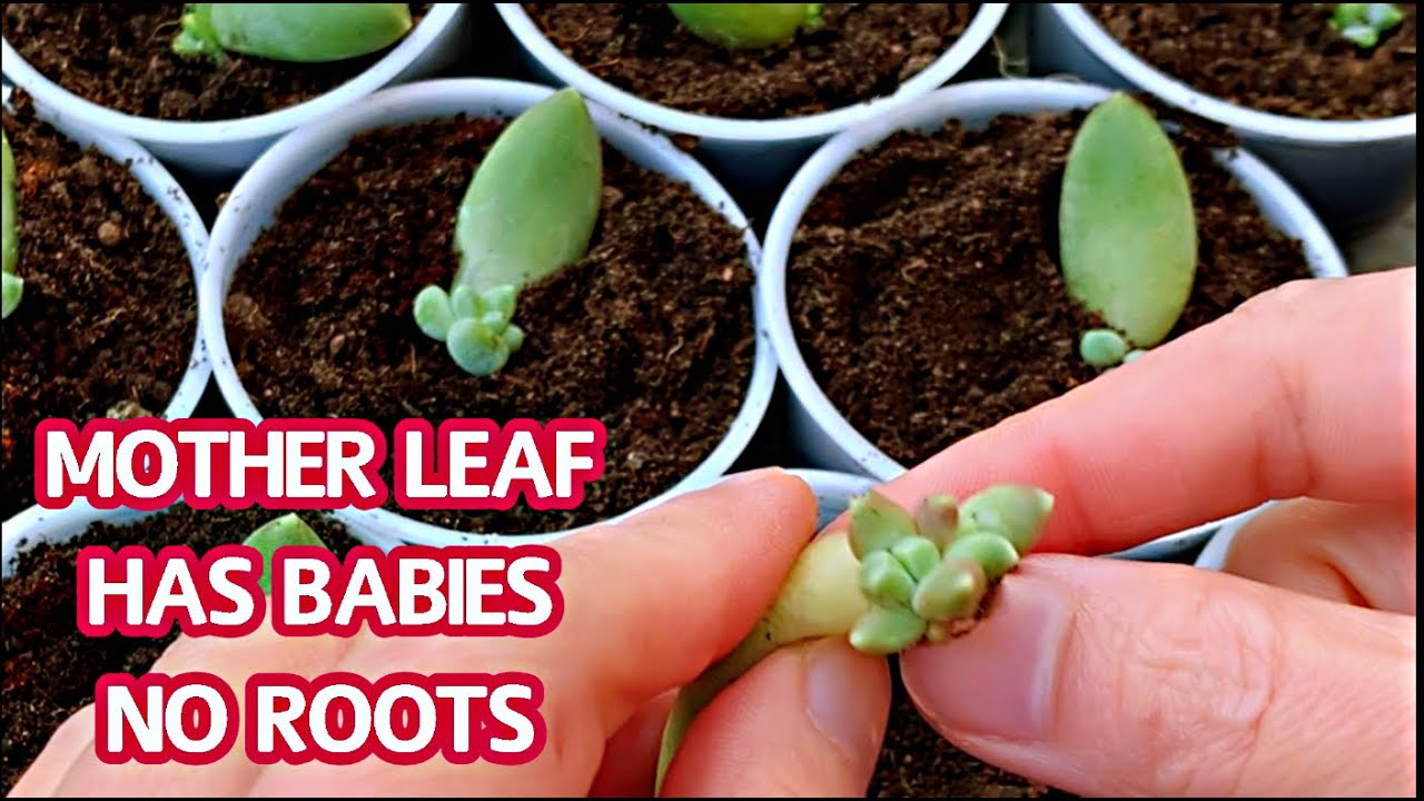 Propagation succulents | How to do if mother leaf has babies but no roots |Lá Mẹ có con mà không rễ