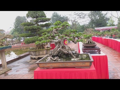 QH 37. Mãn nhãn ngắm dàn bonsai mini đẹp tại triển lãm Văn Giang_P2