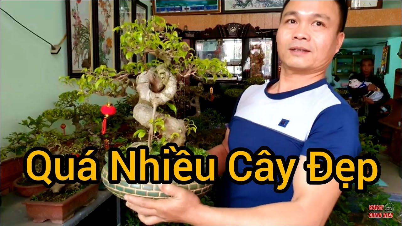 Quá nhiều cây cảnh đẹp rẻ đã đổ về chợ Chùa Nam Định